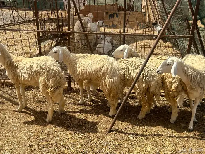رخال مقنى دفيع 1