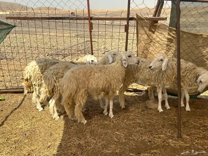 رخال مقنى دفيع 3