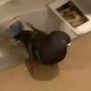 حمام 0