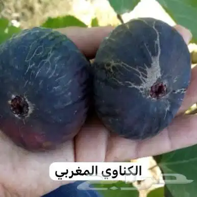 شتلات تين - أصناف نادرة 9