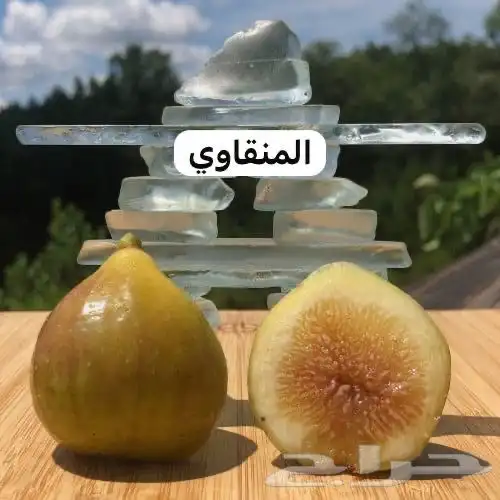 شتلات تين - أصناف نادرة 10