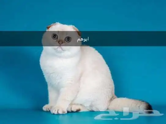 قطط صغيره سكواتش باقي 4 31