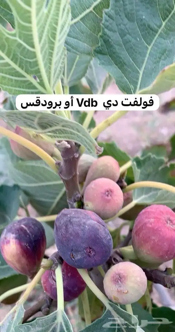 شتلات تين - أصناف نادرة 7