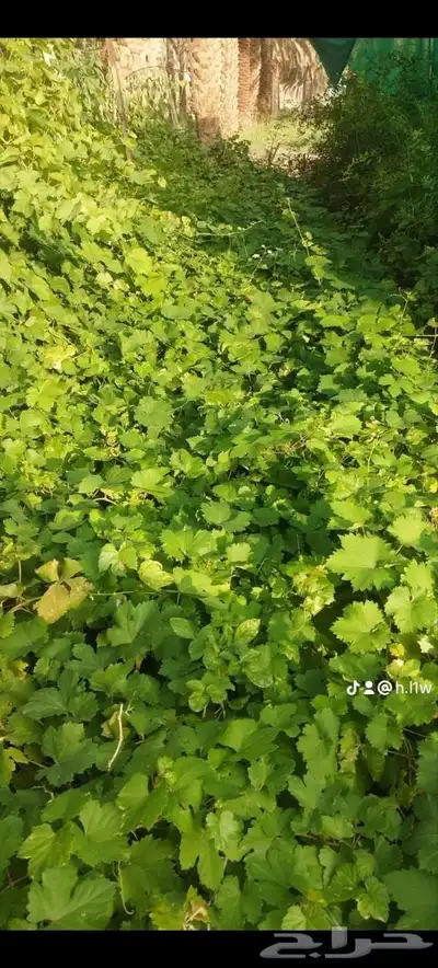 شتلات كميات كبيره 6