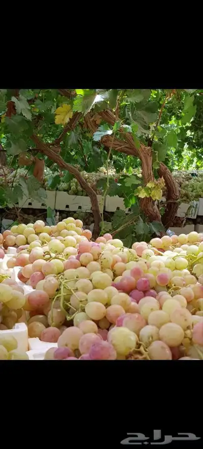 شتلات كميات كبيره 4