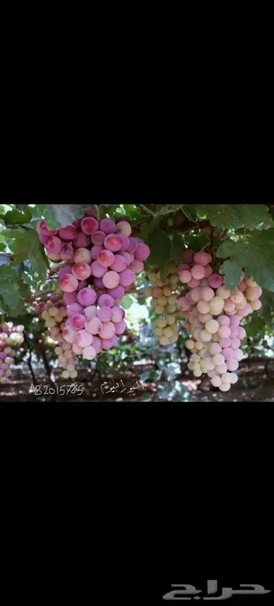 شتلات كميات كبيره 3