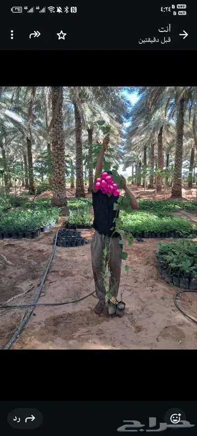 شتلات كميات كبيره 5