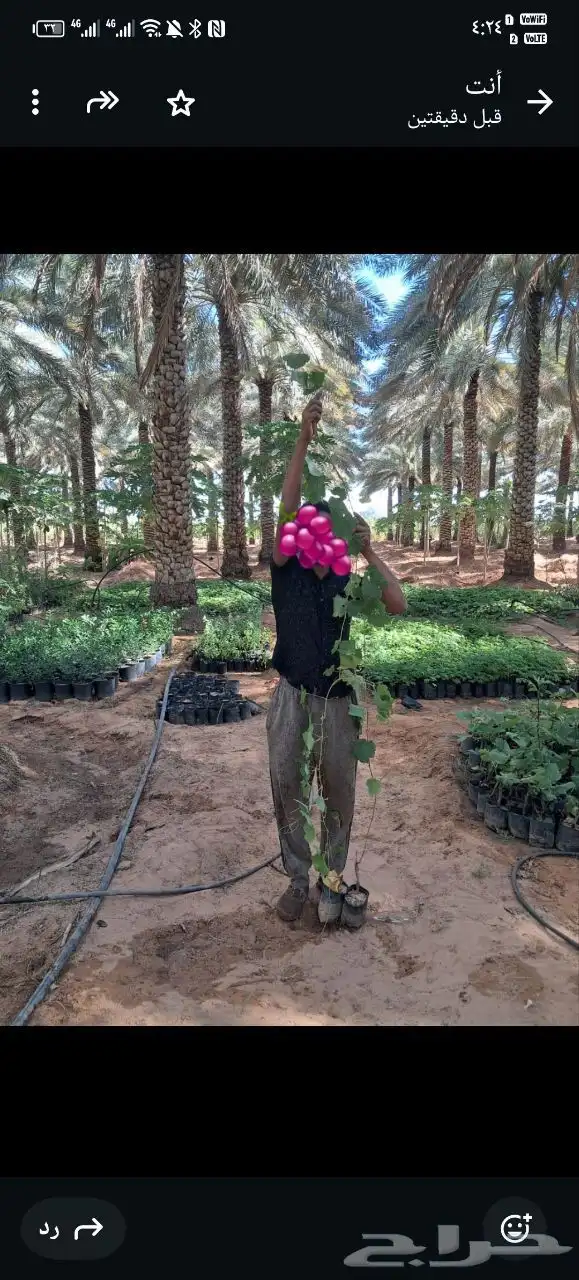 شتلات كميات كبيره 5