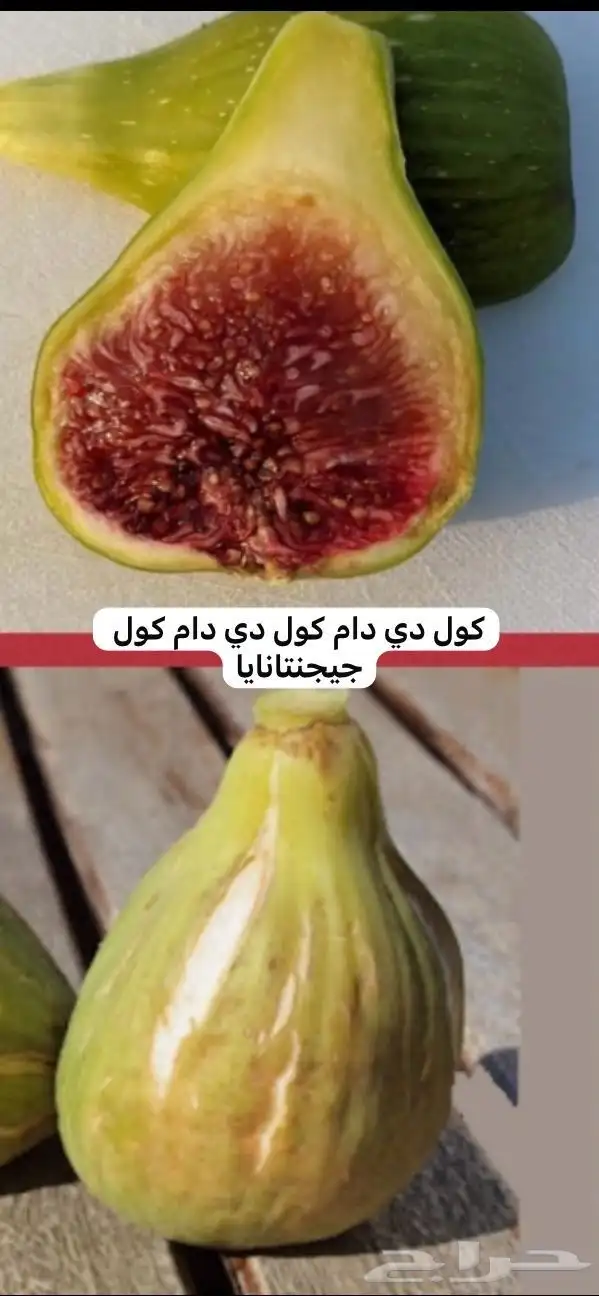 شتلات تين - أصناف نادرة 13