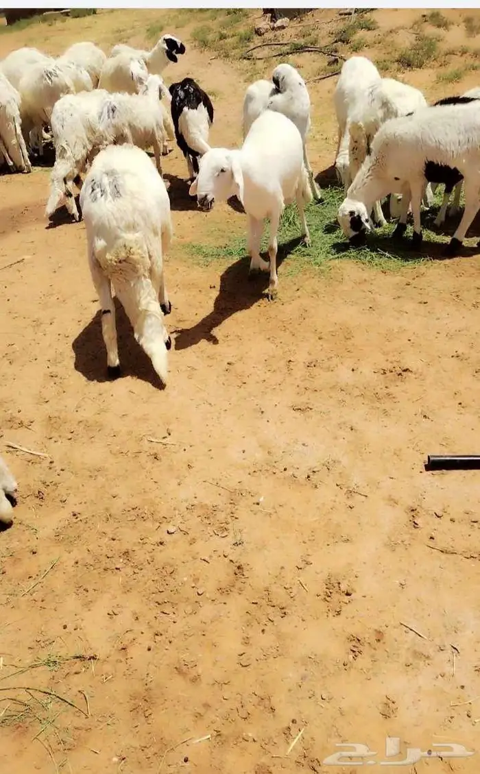 طليان سواكني 0