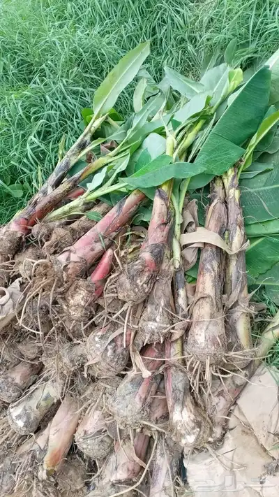 شتلات كميات كبيره 12