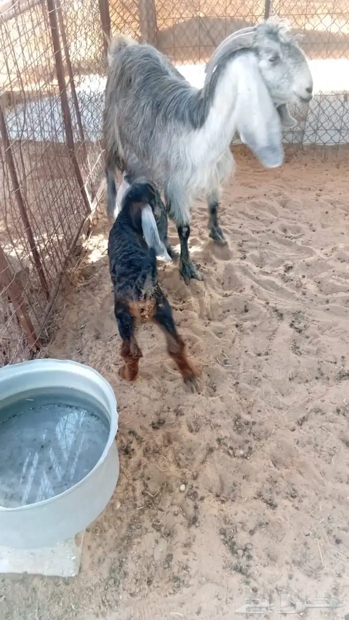 عنز عارضيه روغوث تحتها 2 للبيع 0