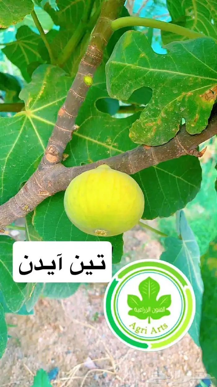 شتلات تين - أصناف نادرة 6
