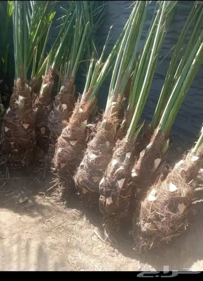 تنسيق حدائق وفسايل نخيل 4