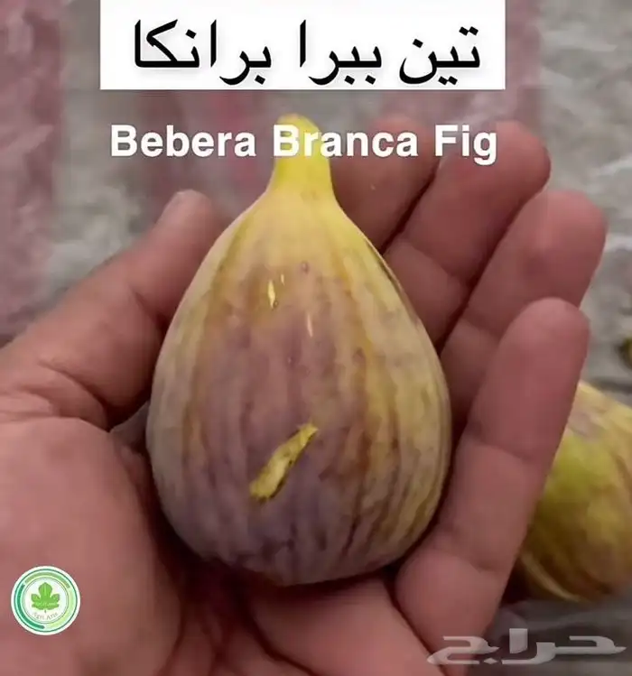 شتلات تين - أصناف نادرة 20