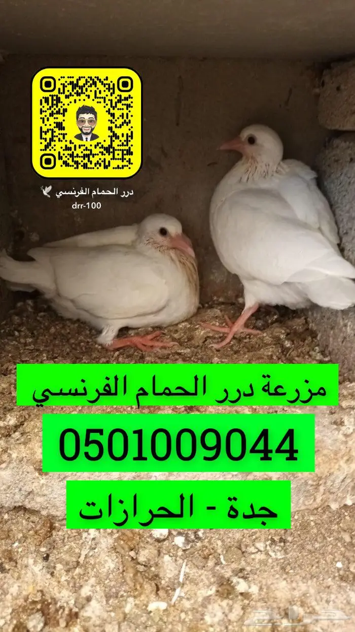 زغاليل حمام فرنسي شحم شرط 1