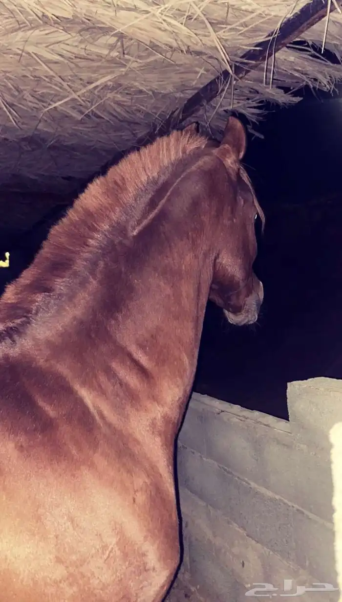 خيل شعبي كفو 2