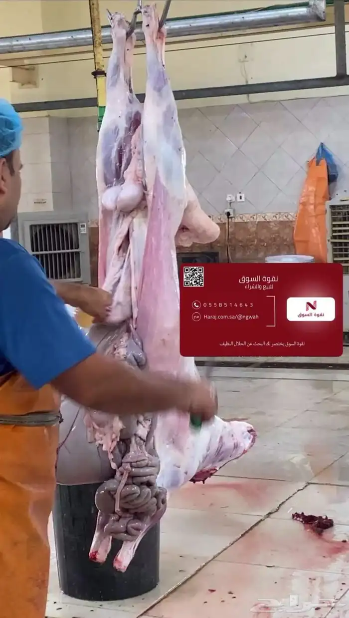 يوجد ذبايح لكل المناسبات ( نقوة السوق ) 0