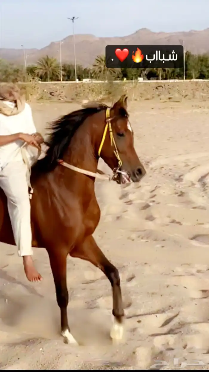 حصان شعبي للبيع 1