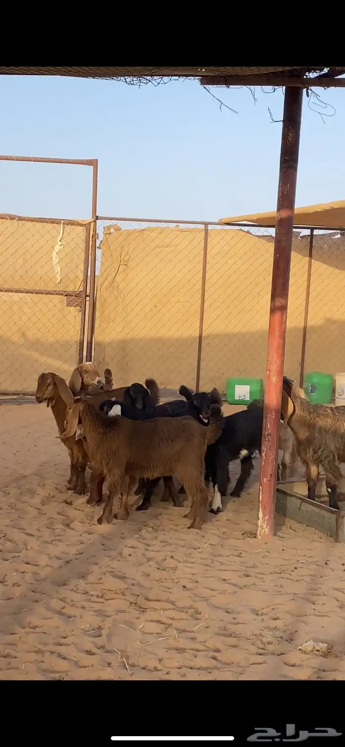 معزا مرح متابيع بفحلها 11