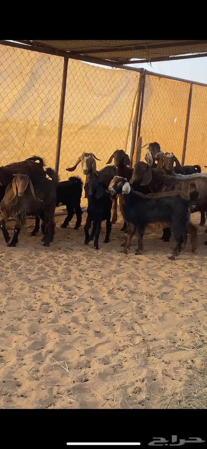 معزا مرح متابيع بفحلها 6