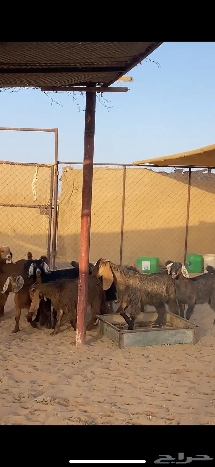 معزا مرح متابيع بفحلها 12