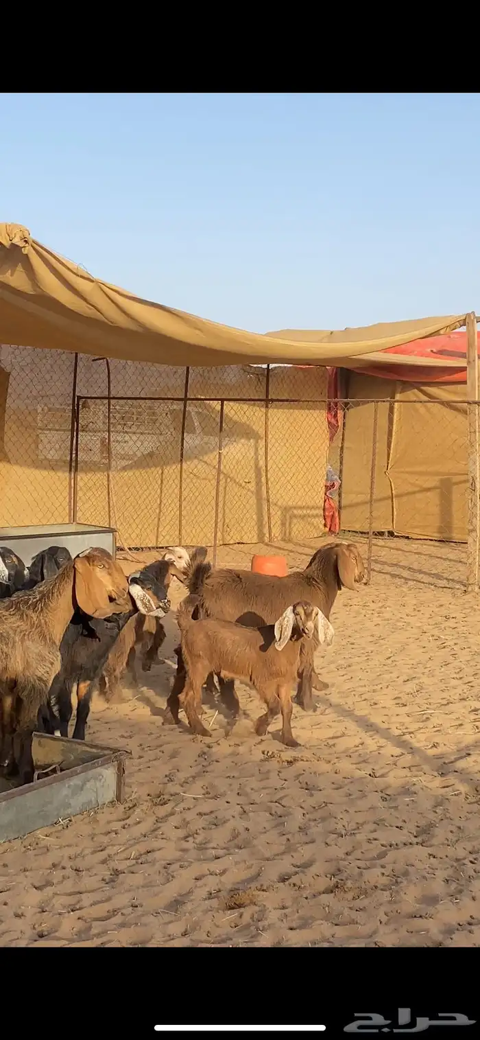 معزا مرح متابيع بفحلها 10