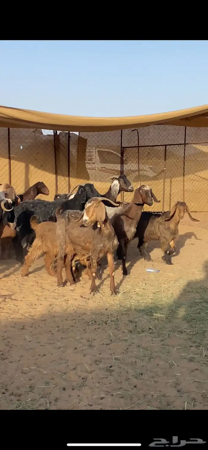 معزا مرح متابيع بفحلها 2
