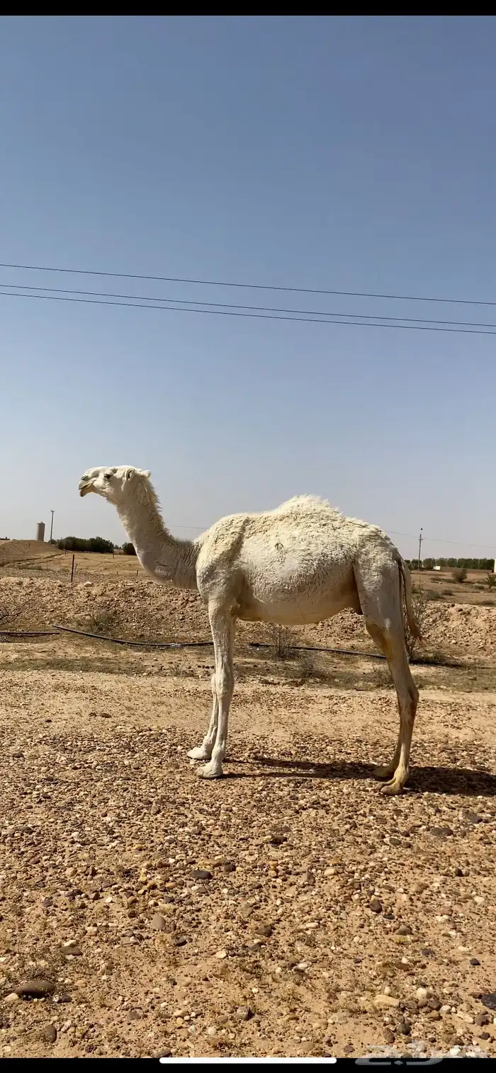 قعود أوضح 3