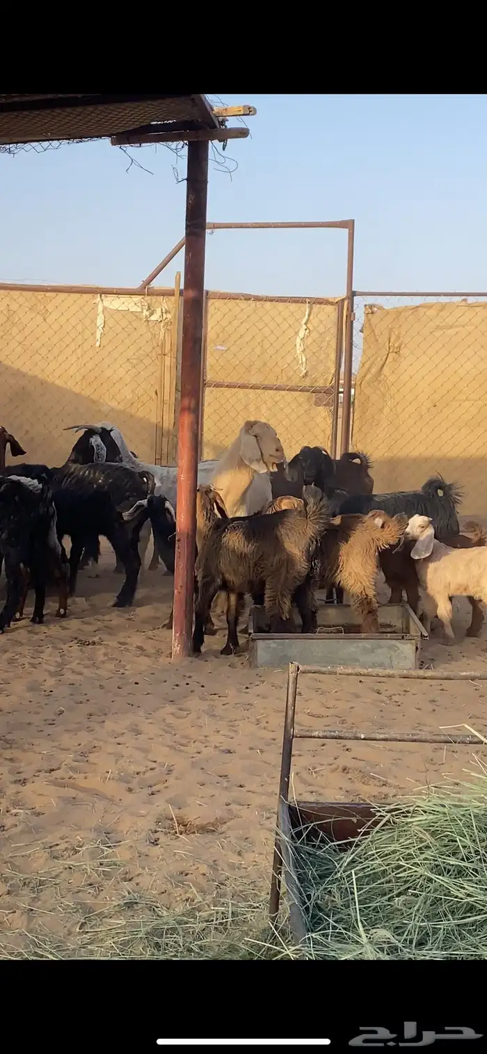 معزا مرح متابيع بفحلها 3