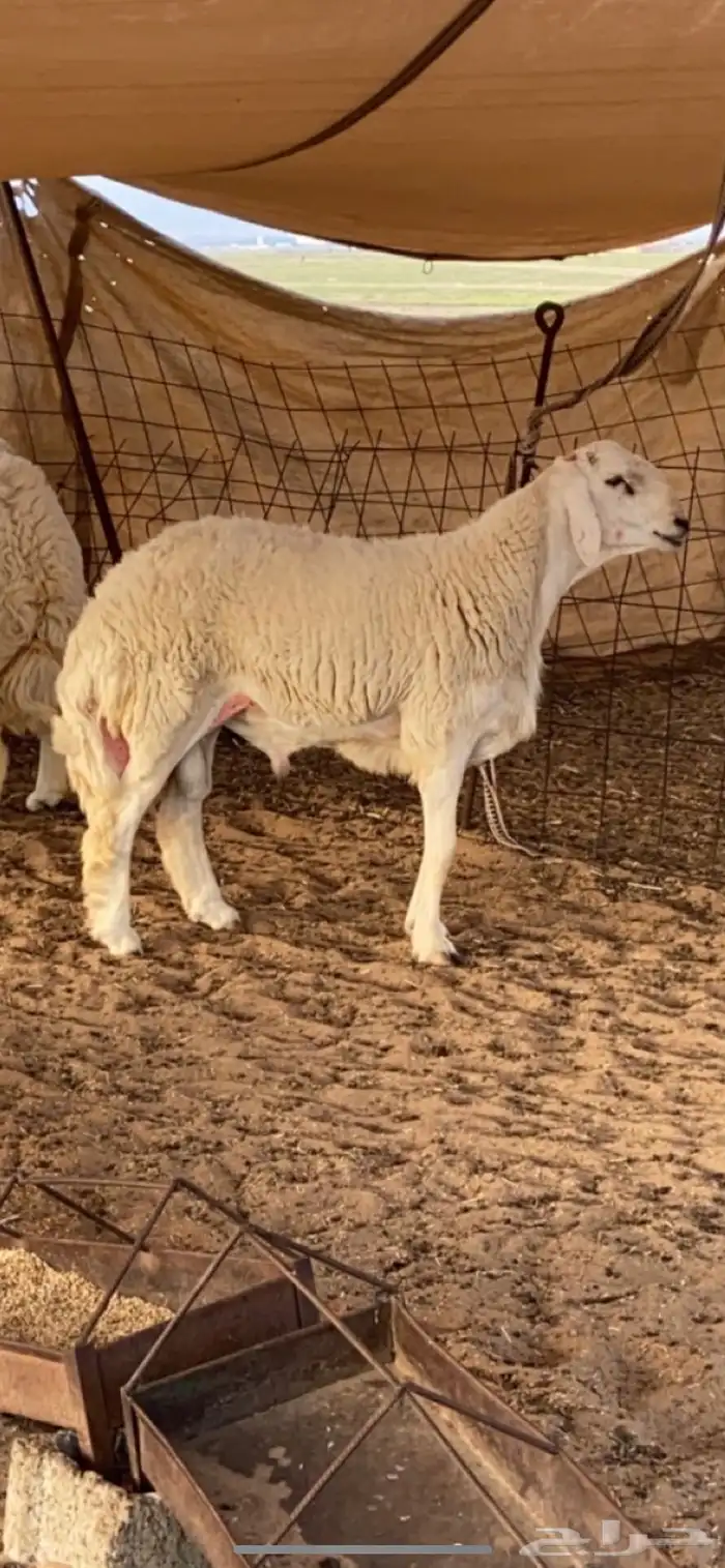 مشروع فحل حري صنف فاخر 2