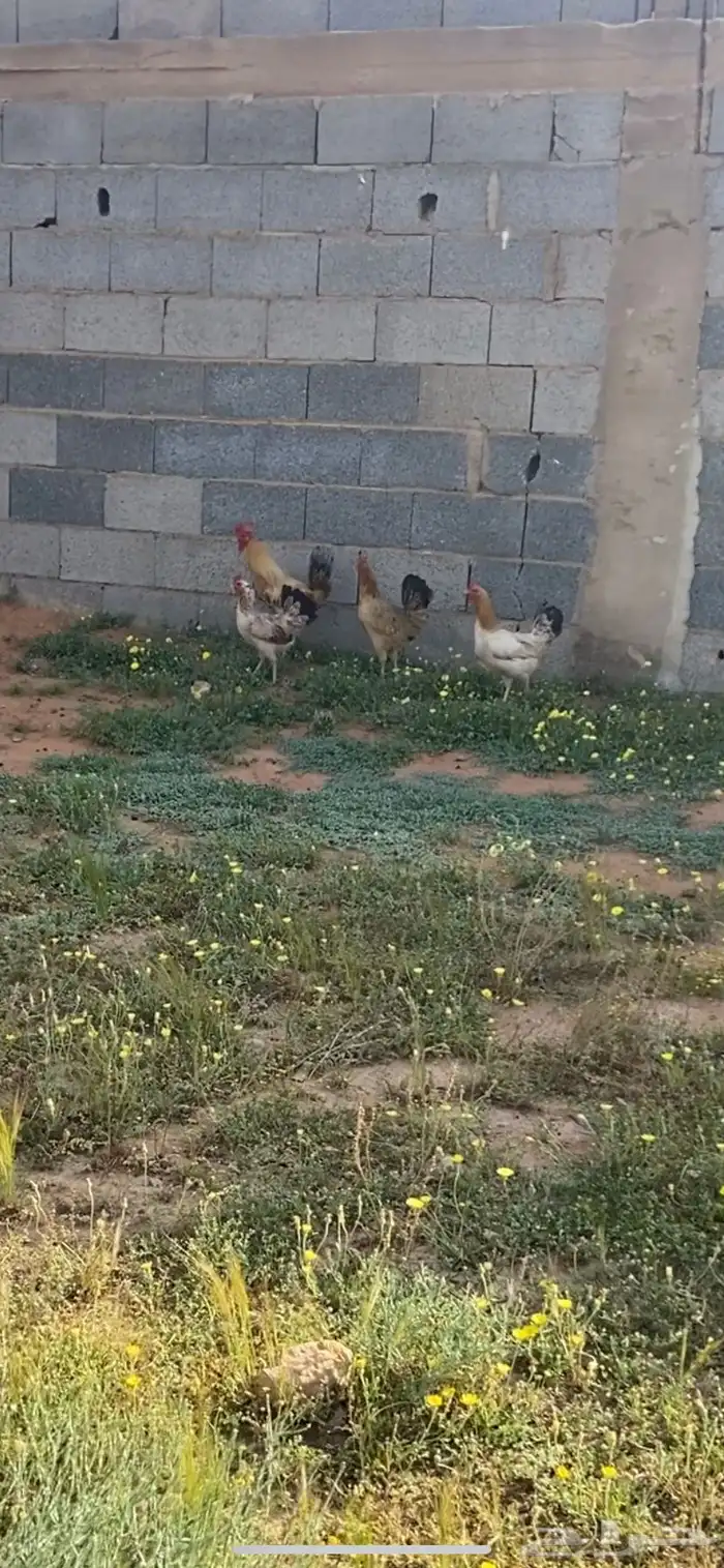 ديك وثلاث دجاج بياضات 0