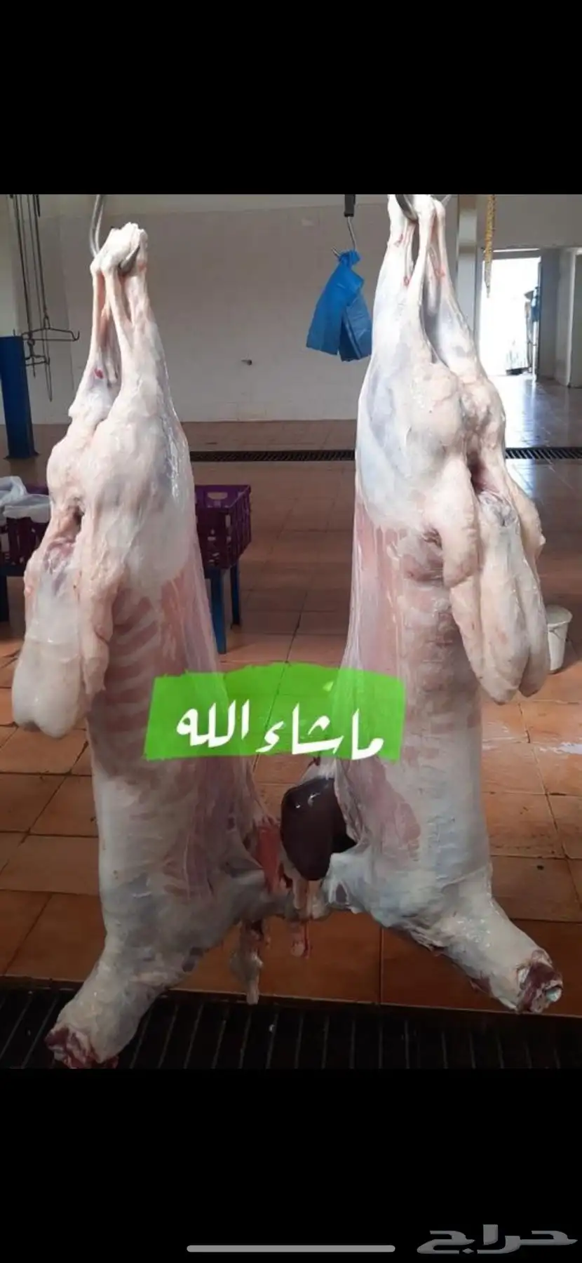 ذبايح برابر وهرافى حريات وتيوس لبانيه 0