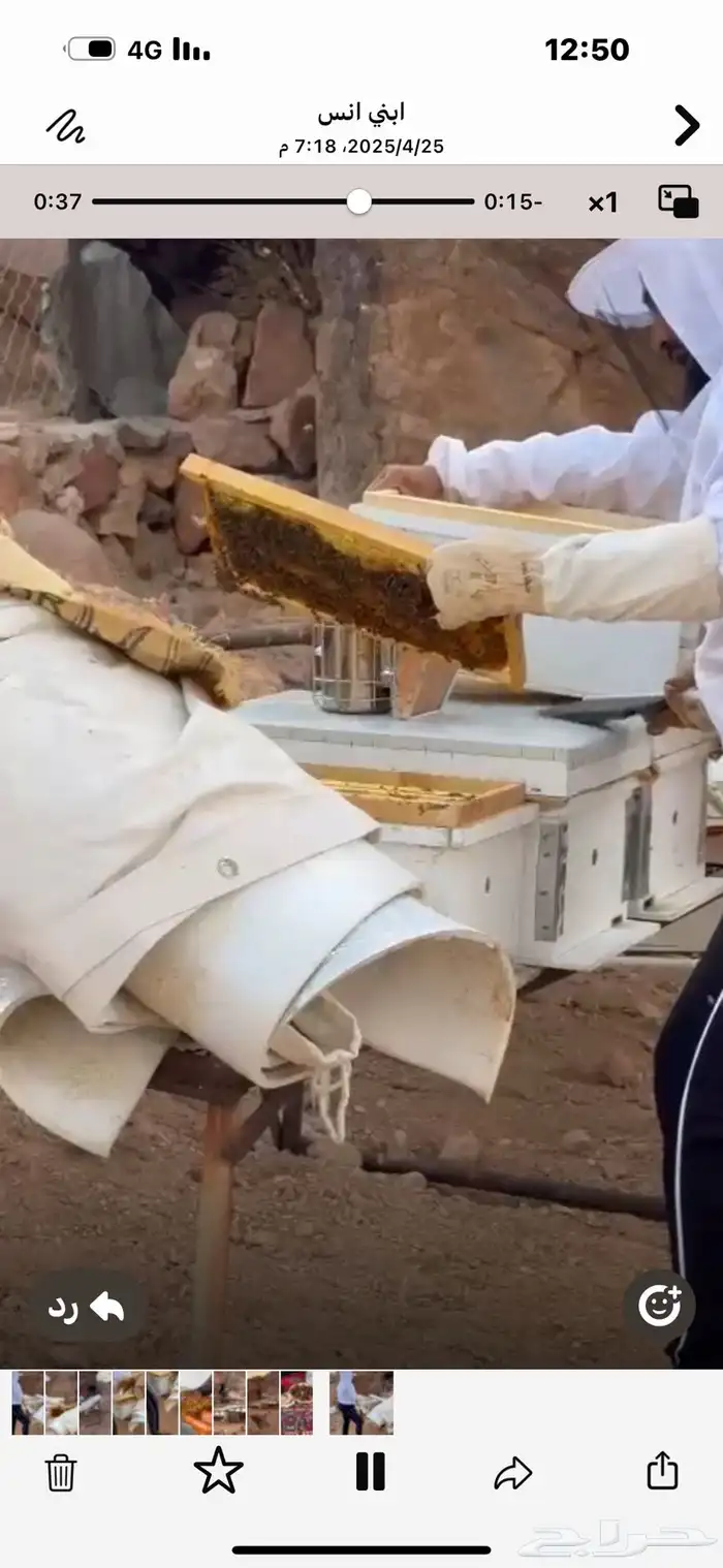 المدينه المنوره حزره ديرة الحجله 0