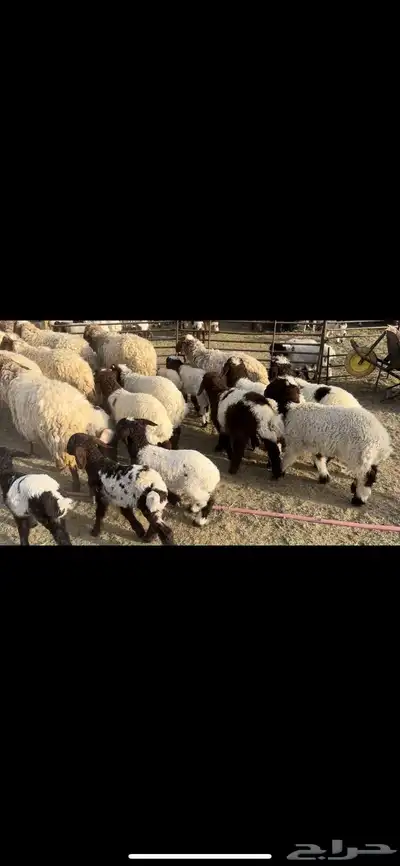 غنم نعيم مطافيل فاخره 5