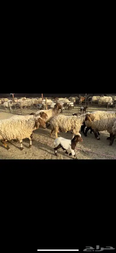غنم نعيم مطافيل فاخره 6