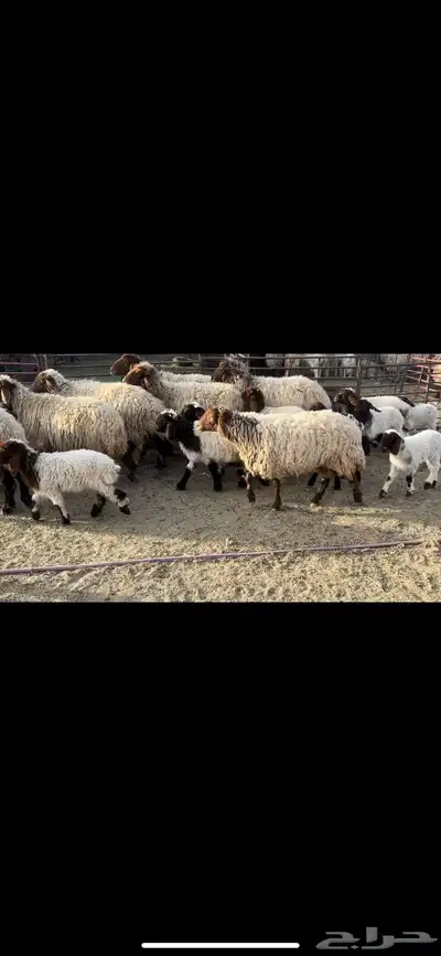 غنم نعيم مطافيل فاخره 4