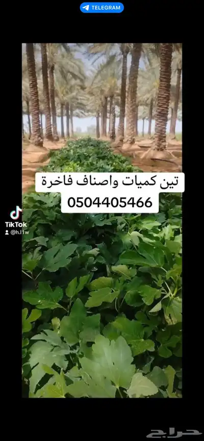 شتلات كميات كبيره 10