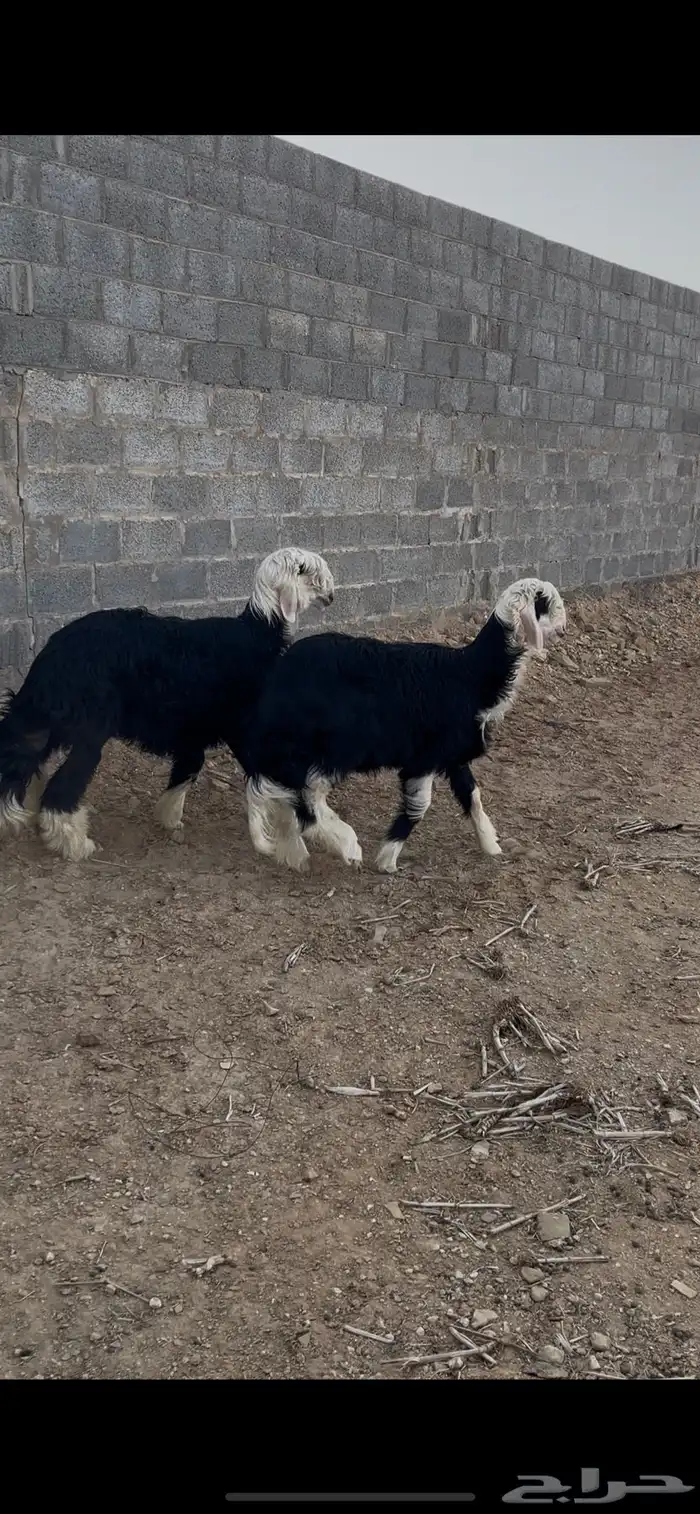 طلي نجدي يضحي 0