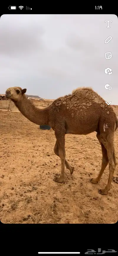 قعود للبيع 0