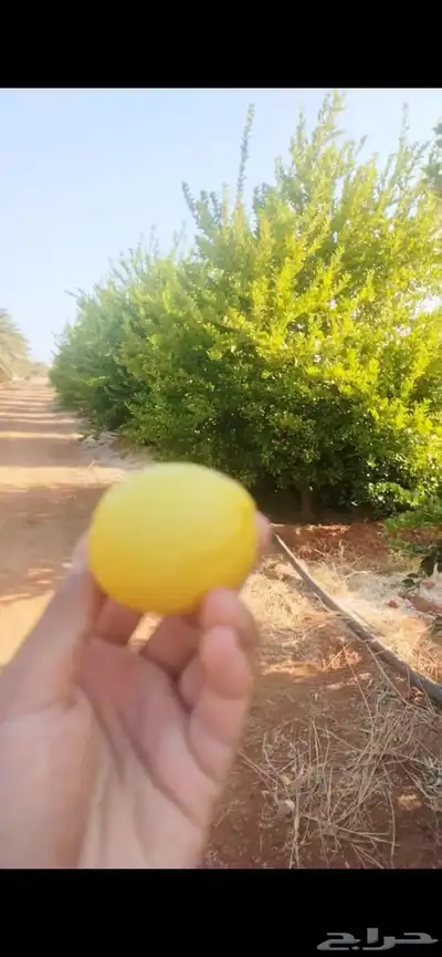 شتلات كميات كبيره 1