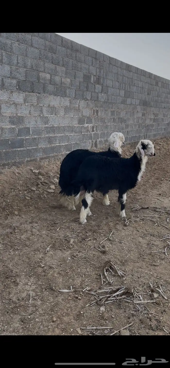 طلي نجدي يضحي 1