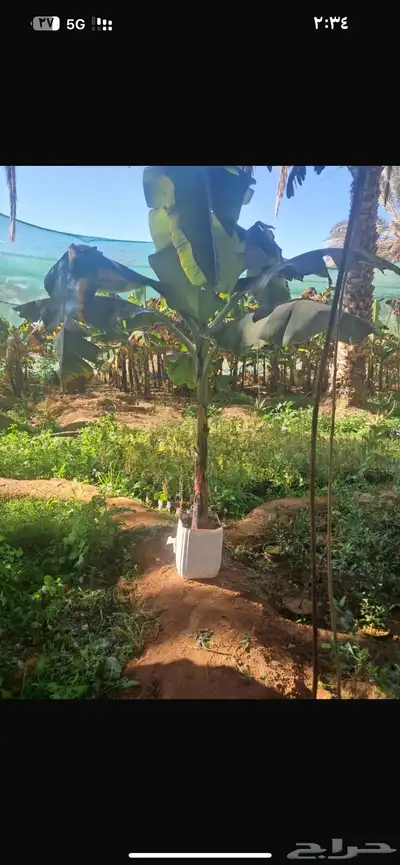 شتلات كميات كبيره 13