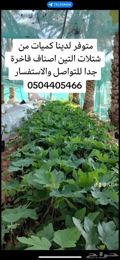 شتلات كميات كبيره 8
