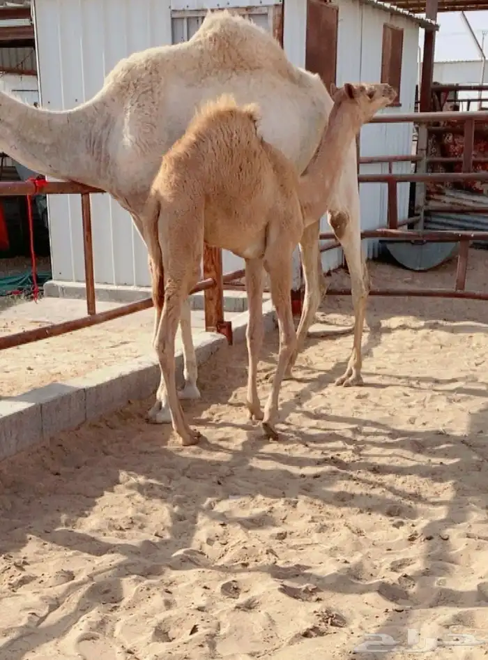 للبيع خلفه ثنو تحتها قعود ضغط عالي 1
