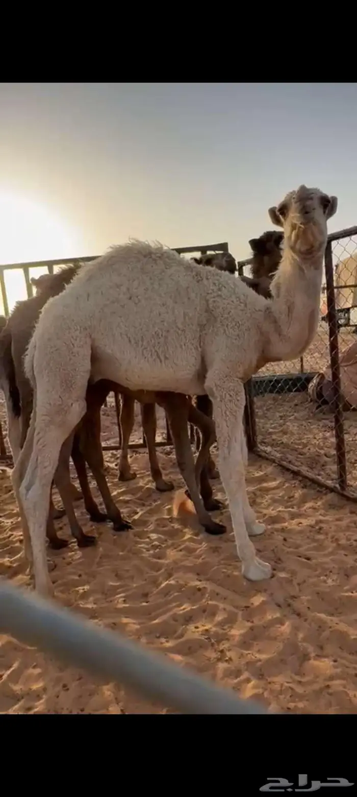 قعود لباني 0