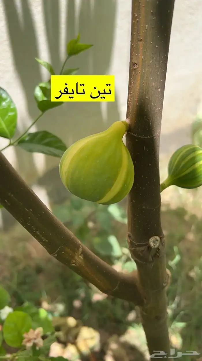 شتلات تين - أصناف نادرة 4