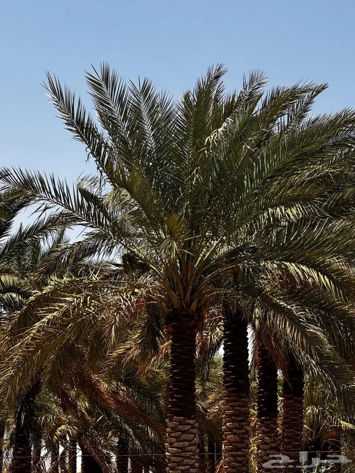 للبيع نخل عربي أطوال مختلفه 3