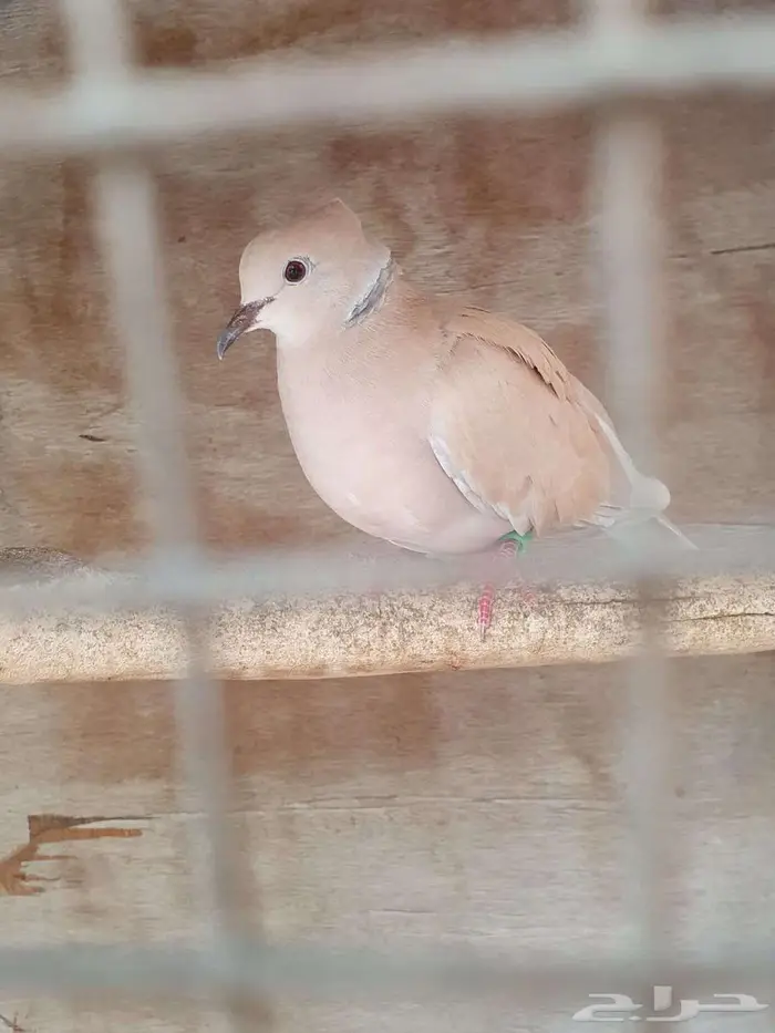 حمام يا كريم 1