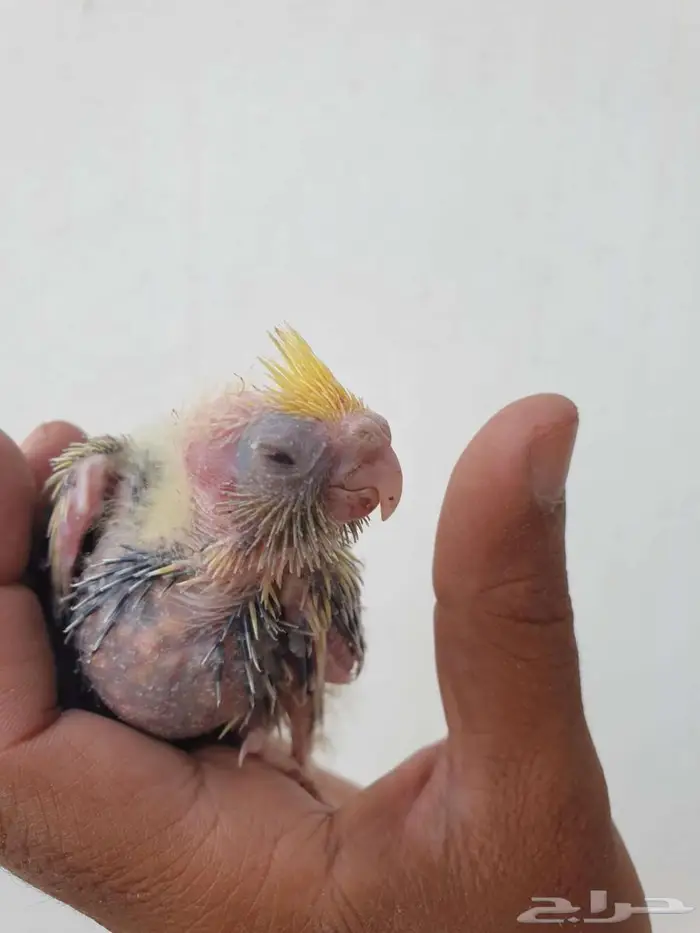 فروخ الكروان تم البيع بالكامل 4